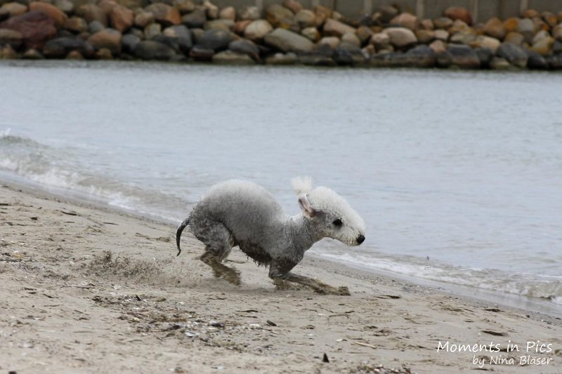 2010-06-26 Arc-en-ciel Arlequin (31).jpg